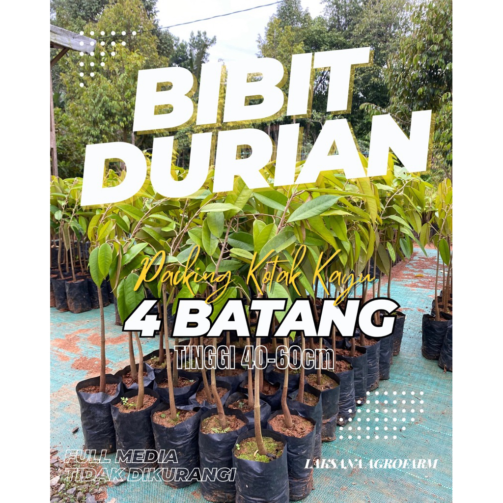 [PACKING KAYU] PAKET 4 BATANG BIBIT DURIAN OKULASI SAMBUNG PUCUK. JENIS DURI HITAM BAWOR SUPER TEMBA