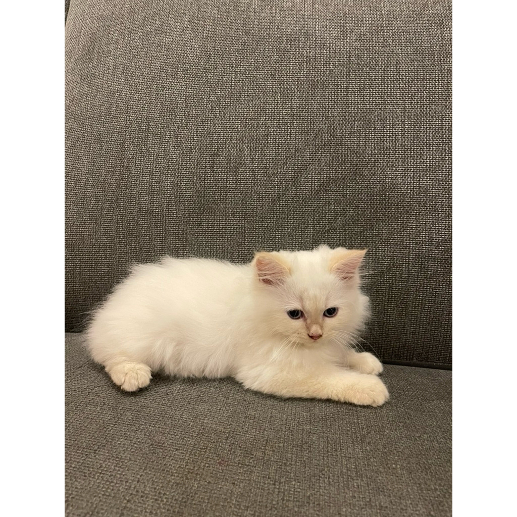 Open Adopt Kitten Himalaya Mix Persian | Anak kucing