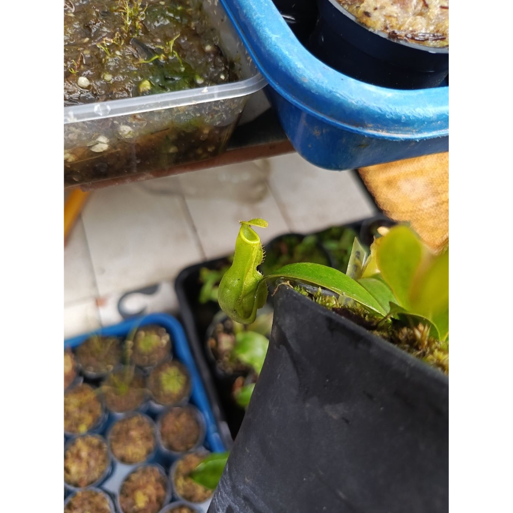 Tanaman Carnivora / Tanaman pemakan serangga / Nepenthes Reinwardtiana Hybrid