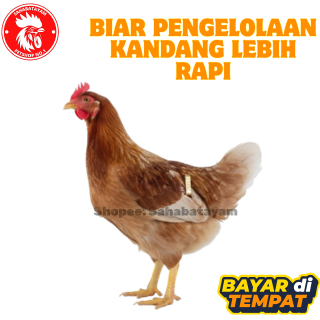 Segel Ayam Wing Band Penanda Ayam Segel Sayap Ayam Segel Ayam Import Filipin Kuningan dan Silver