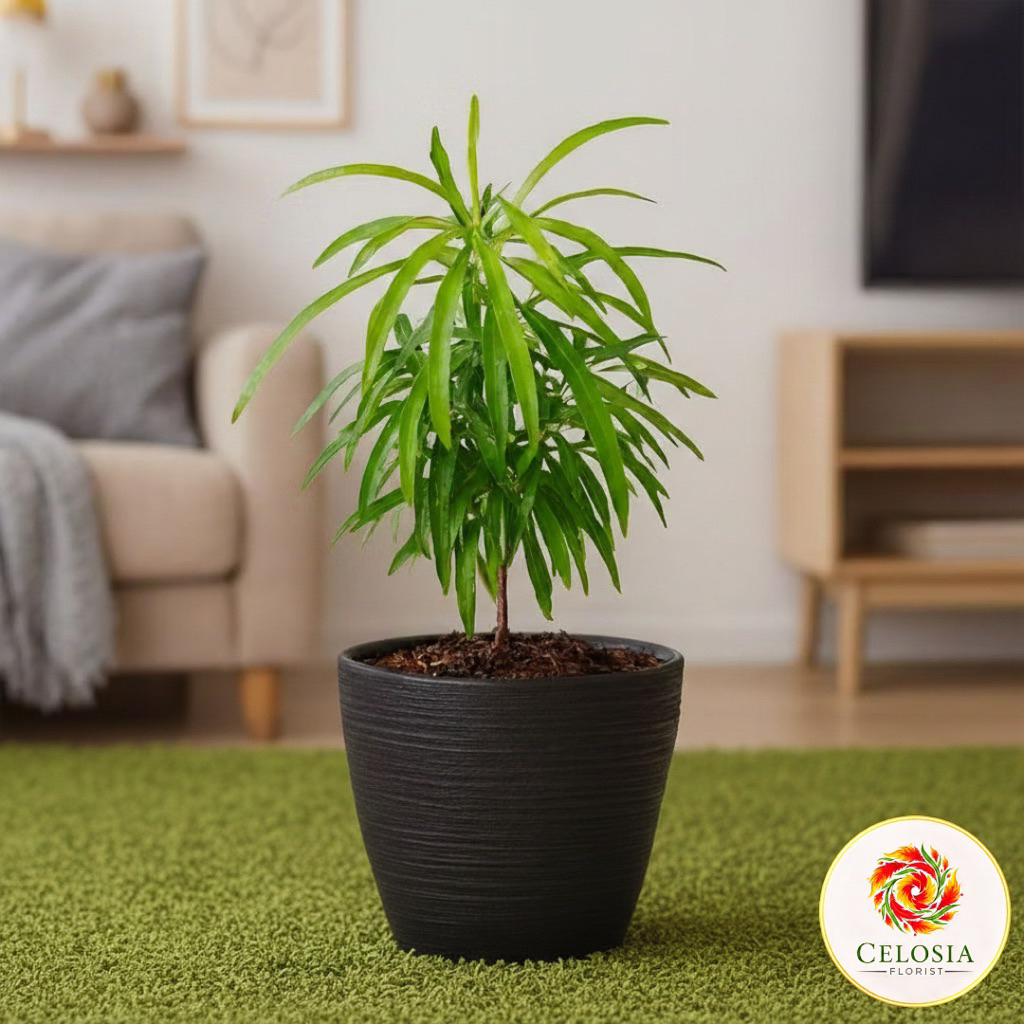 Tanaman indoor pengusir nyamuk zodia - tanaman zodia anti nyamuk - tanaman pengusir nyamuk