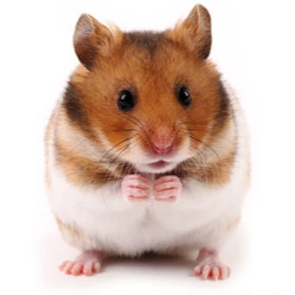 Hamster Suriah Lucu Gemes Jinak | Hamster 10 ribu Termurah Anakan