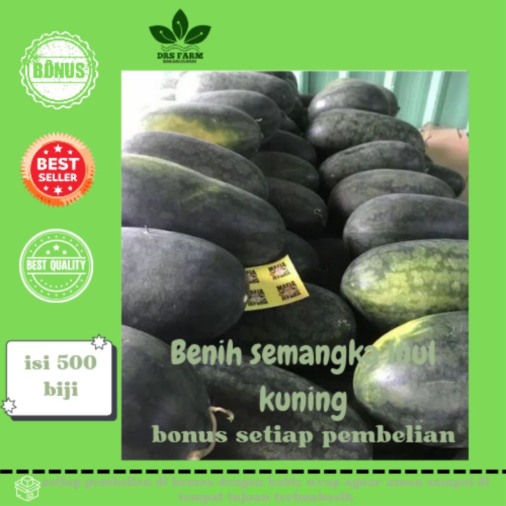 Benih semangka inul kuning isi 500 biji siap