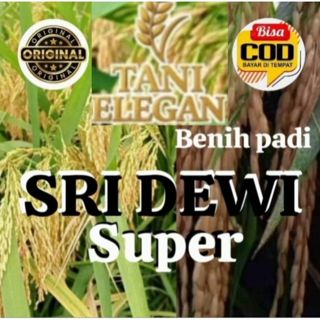 BENIH PADI SRI DEWI KEMASAN 1KG
