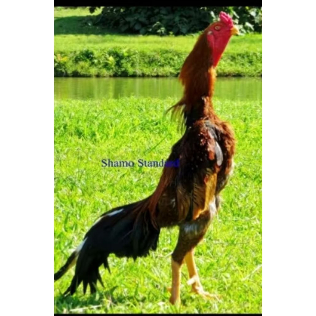 telur ayam bk silangan shamo