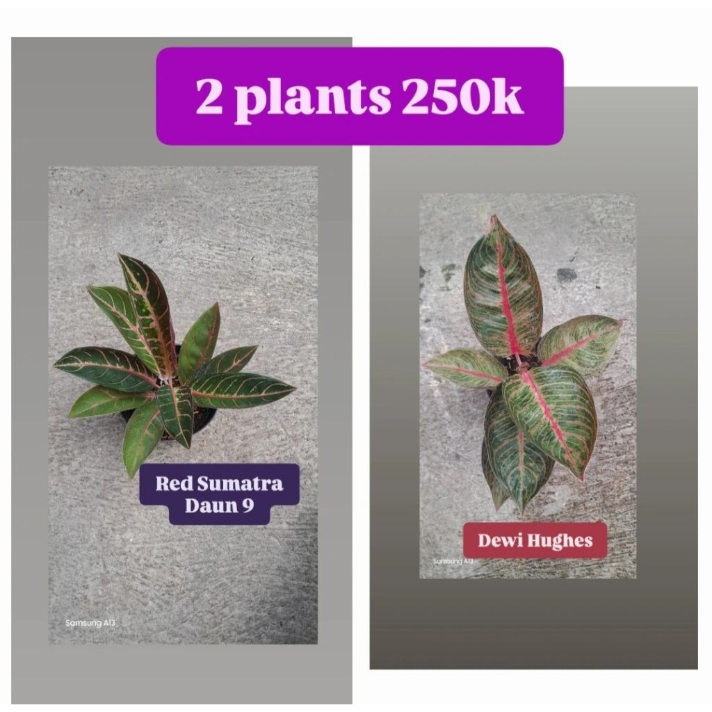 Paket 2 Aglonema 250K = Red Sumatra/Redsum/POS & Hughes/Huges Merah