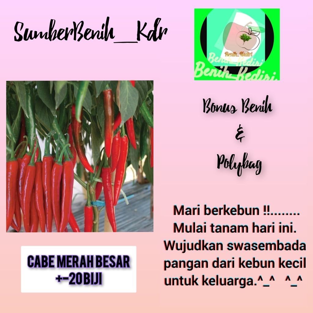 20 benih bibit biji sayur cabe lombok merah panjang