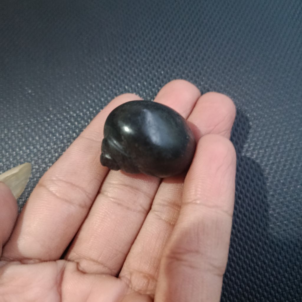Koleksi Pajangan Keong Kol Buntet Warna Hitam
