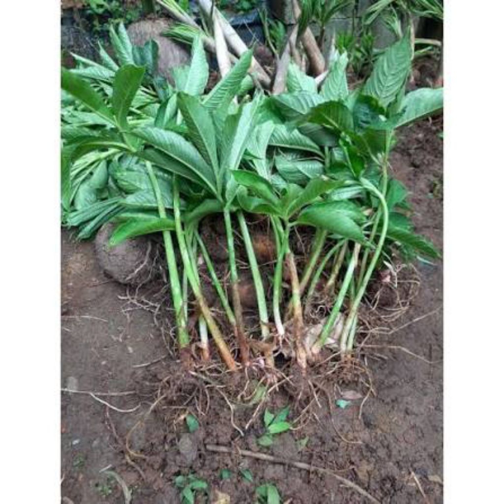 bibit umbi suweg 15 pohon