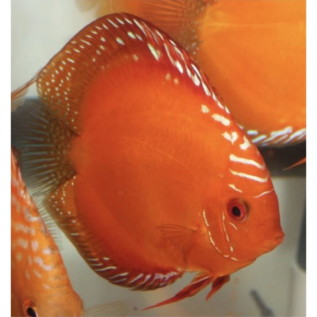 Discus Red Marlboro