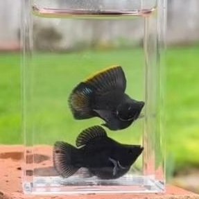 Black Molly Balon Sailfin Sepasang Hiasan Aquarium Dan Aquascape