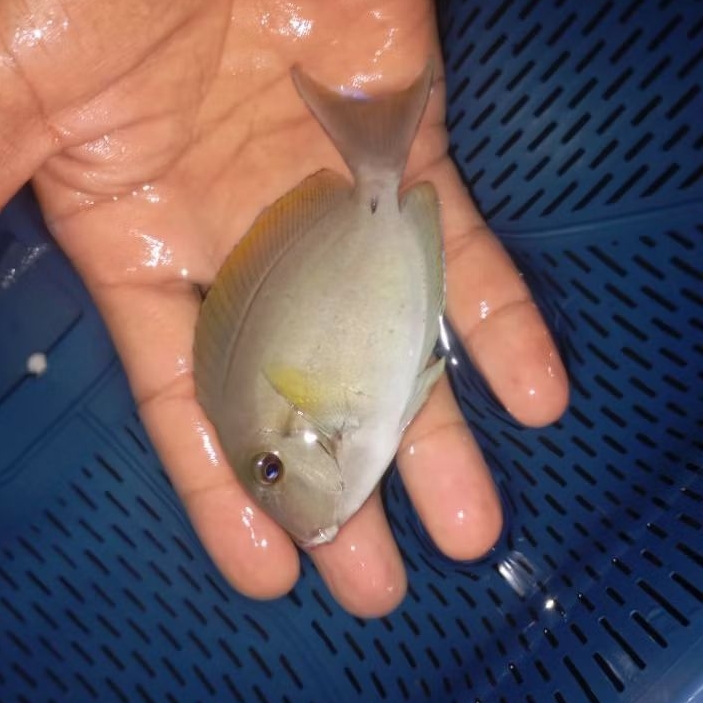 Botana sirip kuning size S - ikan hias laut