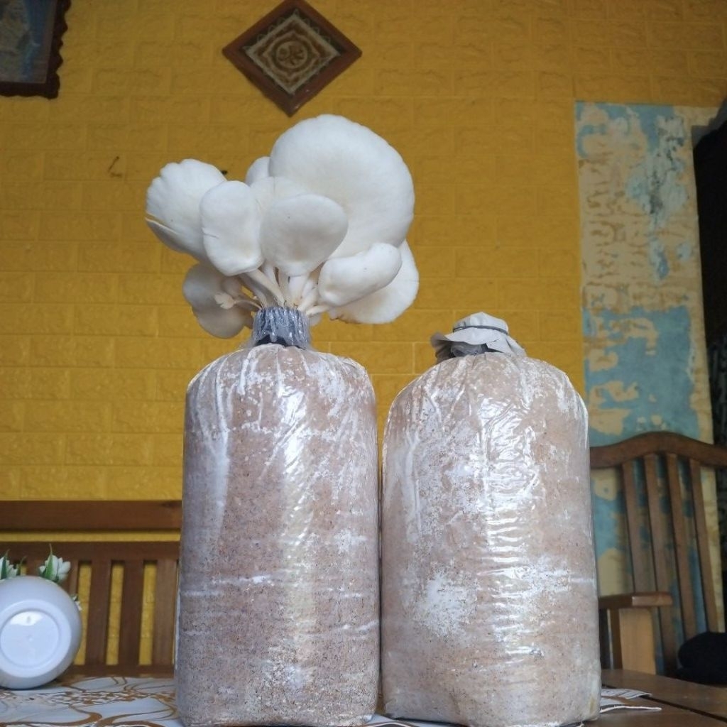baglog jamur tiram bibit f2