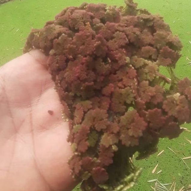Bibit Azolla Merah di Sawah