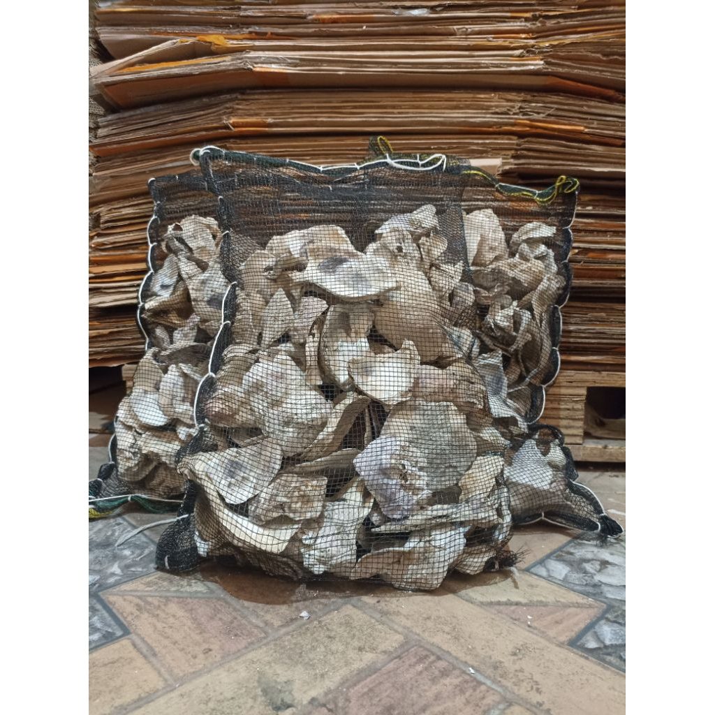 Kerang filter 3kg / cangkang oyster media filter, Penstabil PH air Kolam