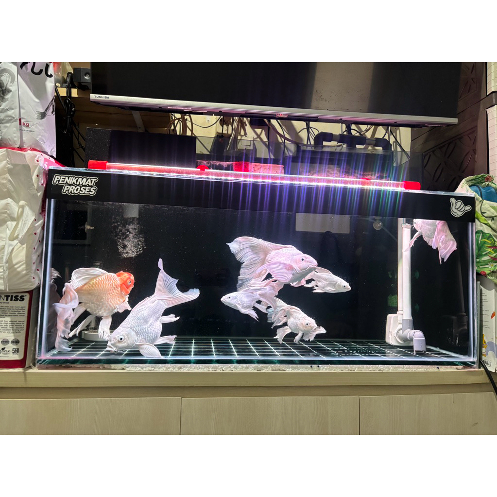 ikan koi sb butterfly