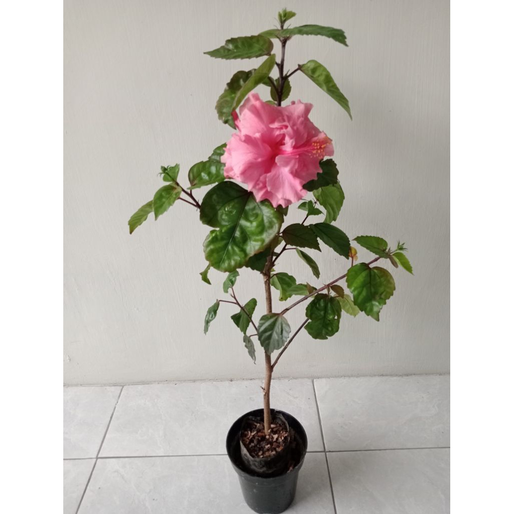 Bunga sepatu bangkok pink tumpuk