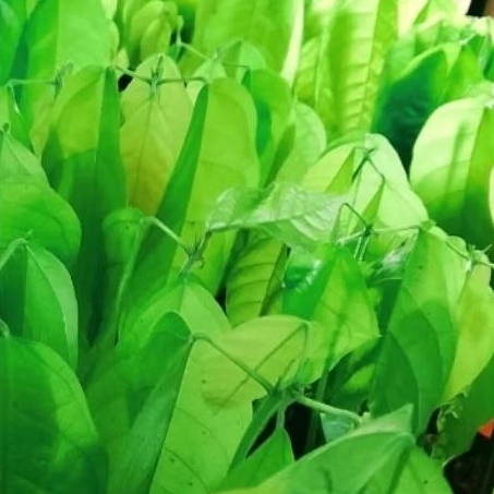 bibit kakao/kopi coklat bibit unggul siap tanam