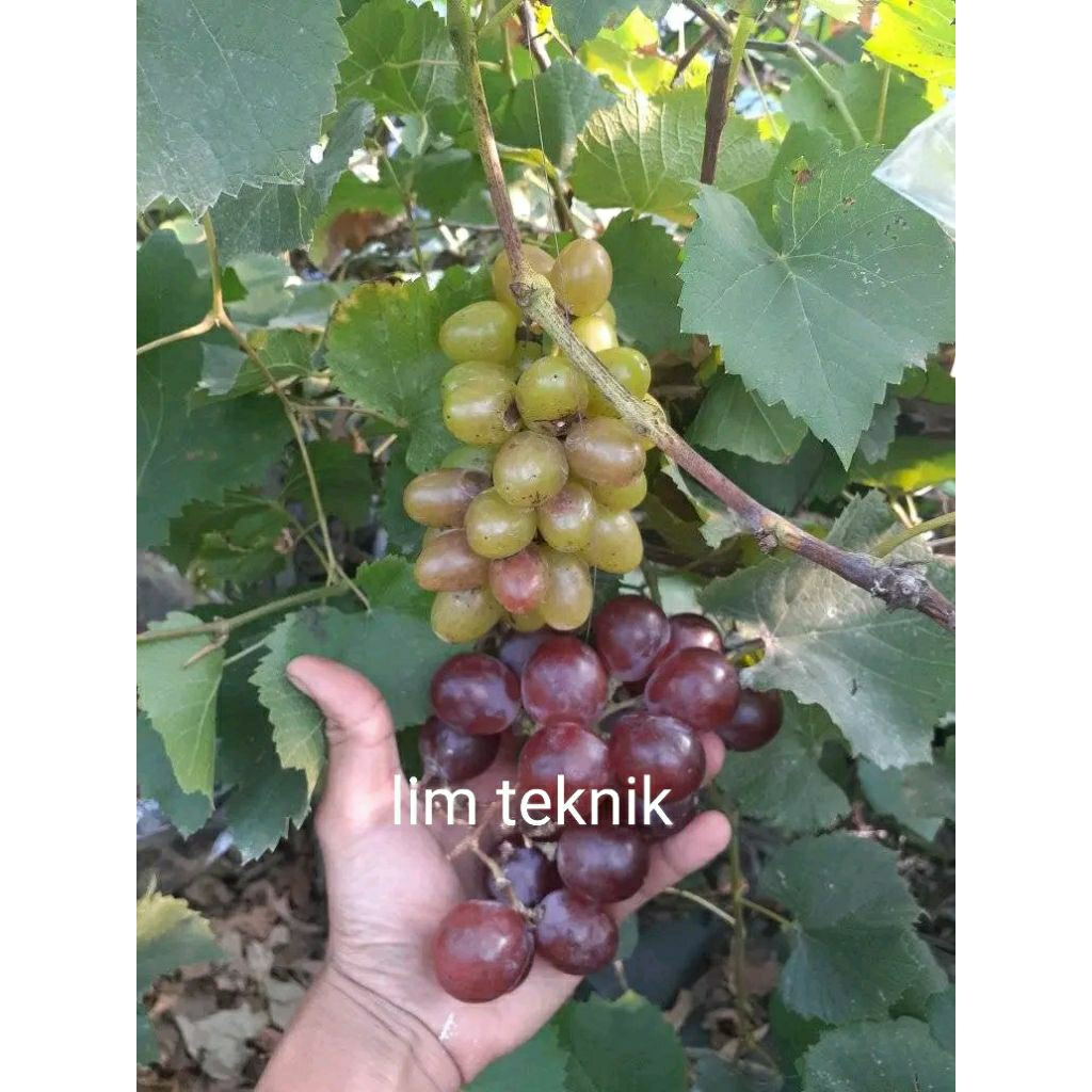 stek cutting batang tua anggur import berbagai vafian jupiter akademik julian transfigurasi boikonur