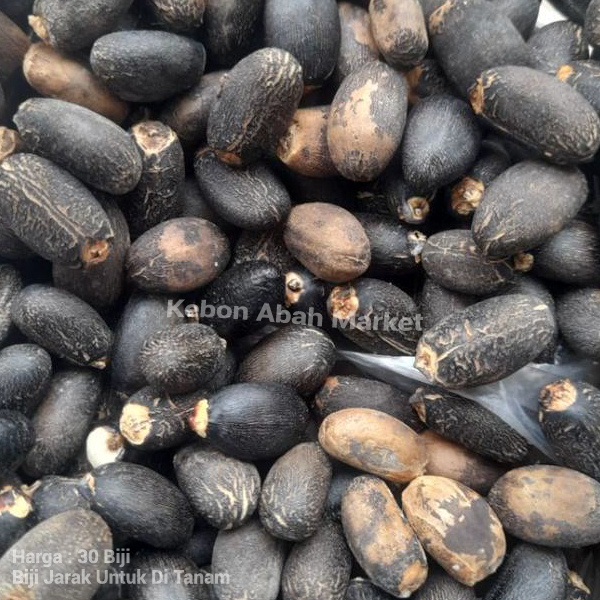 Biji Buah Jarak 30 Pcs Siap Tanam