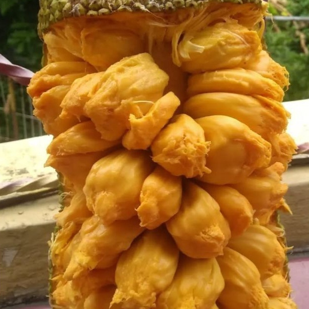 Entres cempedak guling / pucuk tunas cempedak guliing