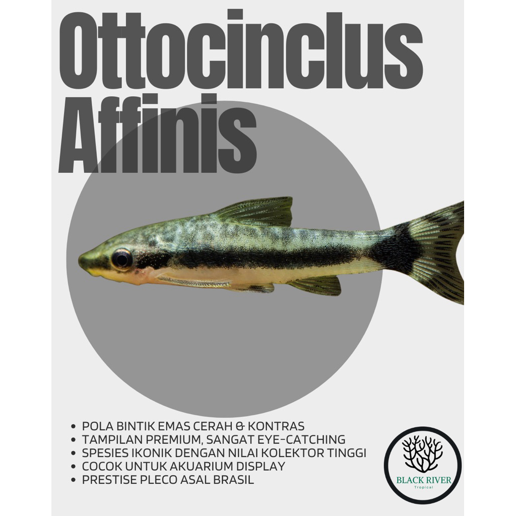 Otocinclus Affinis Catfish - Dwarf Sucker