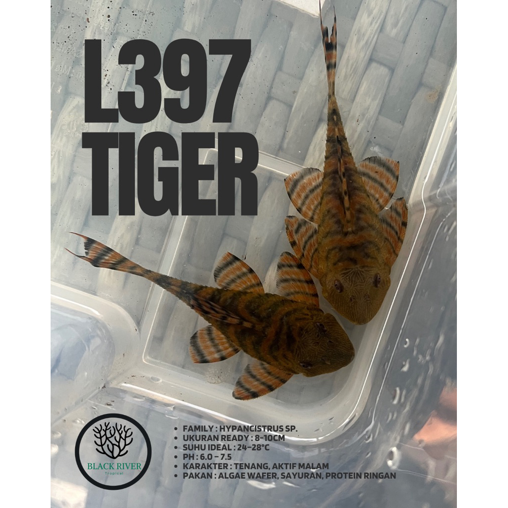 Pleco L397 - Alenquer Tiger Pleco