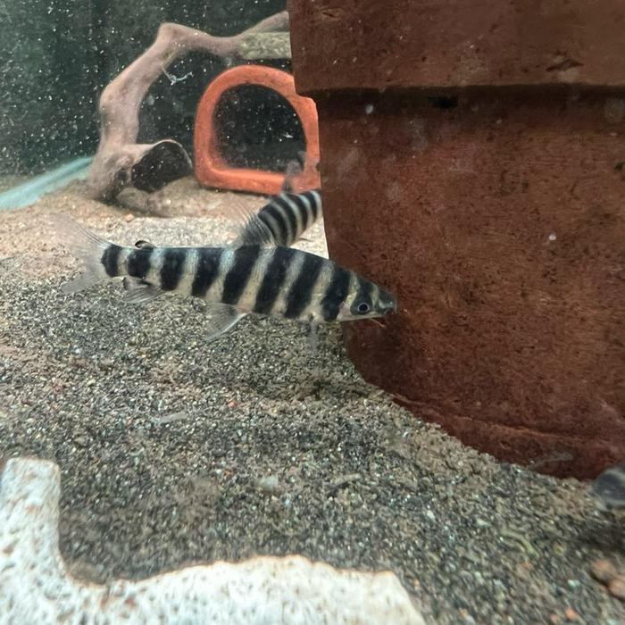Leporinus Fasciatus - Black Banded Leporinus