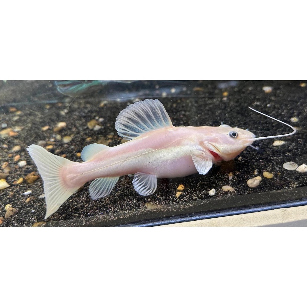 Phantom Red Tail Catfish – Ikan Hias Predator Eksotis Koleksi Akuarium