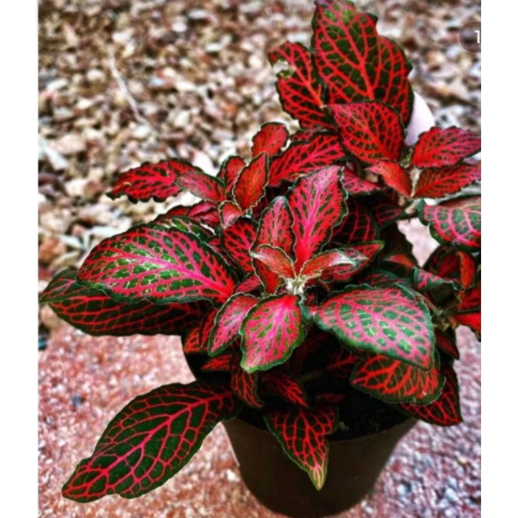 Tanaman Hias fittonia mutiara merah- fittonia mutiara