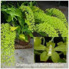 Anggrek Grammatophyllum Martae Seedling Dewasa