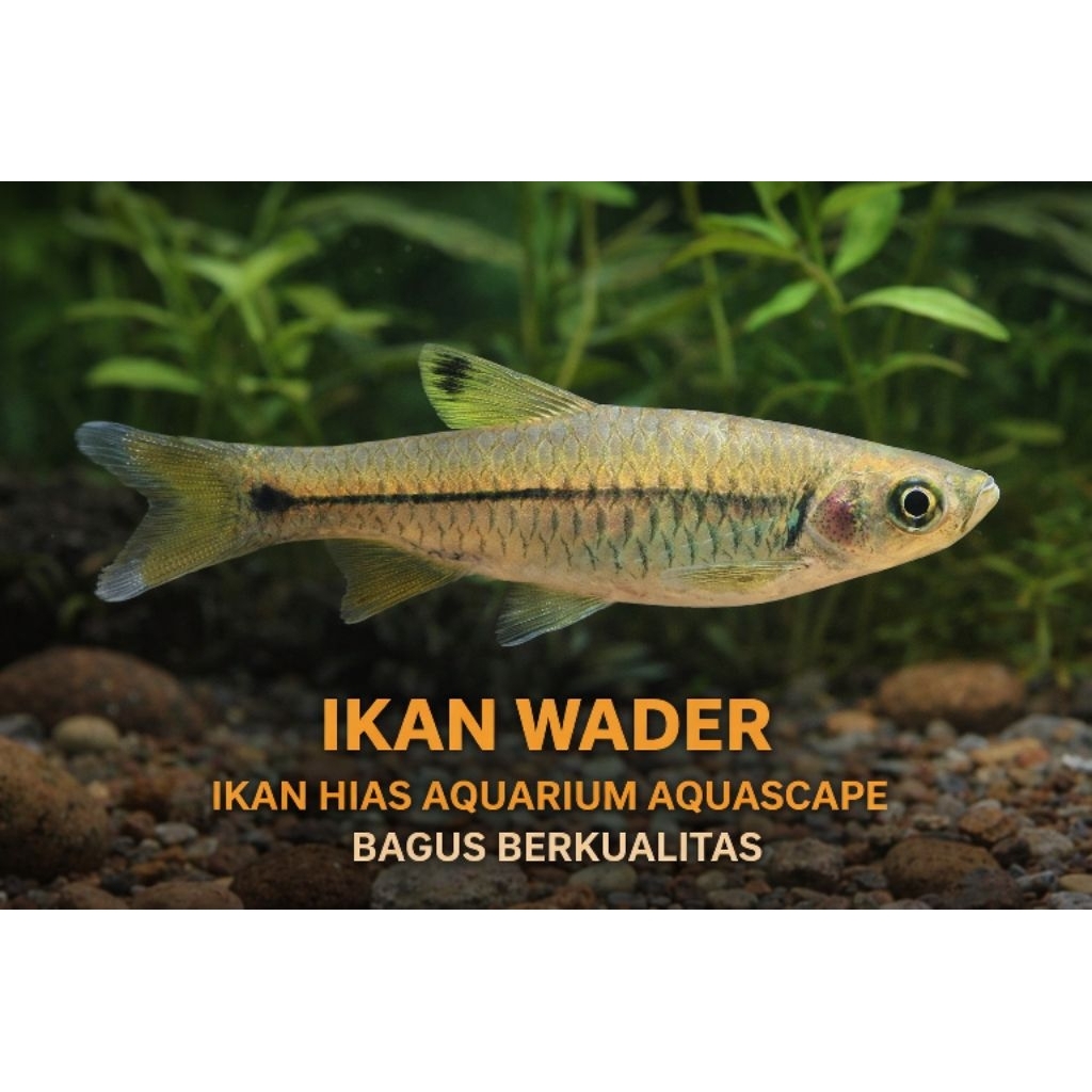 Wader Fish Ikan hias aquarium Aquascape ikan hias air tawar hiasan Aquarium Aquascape