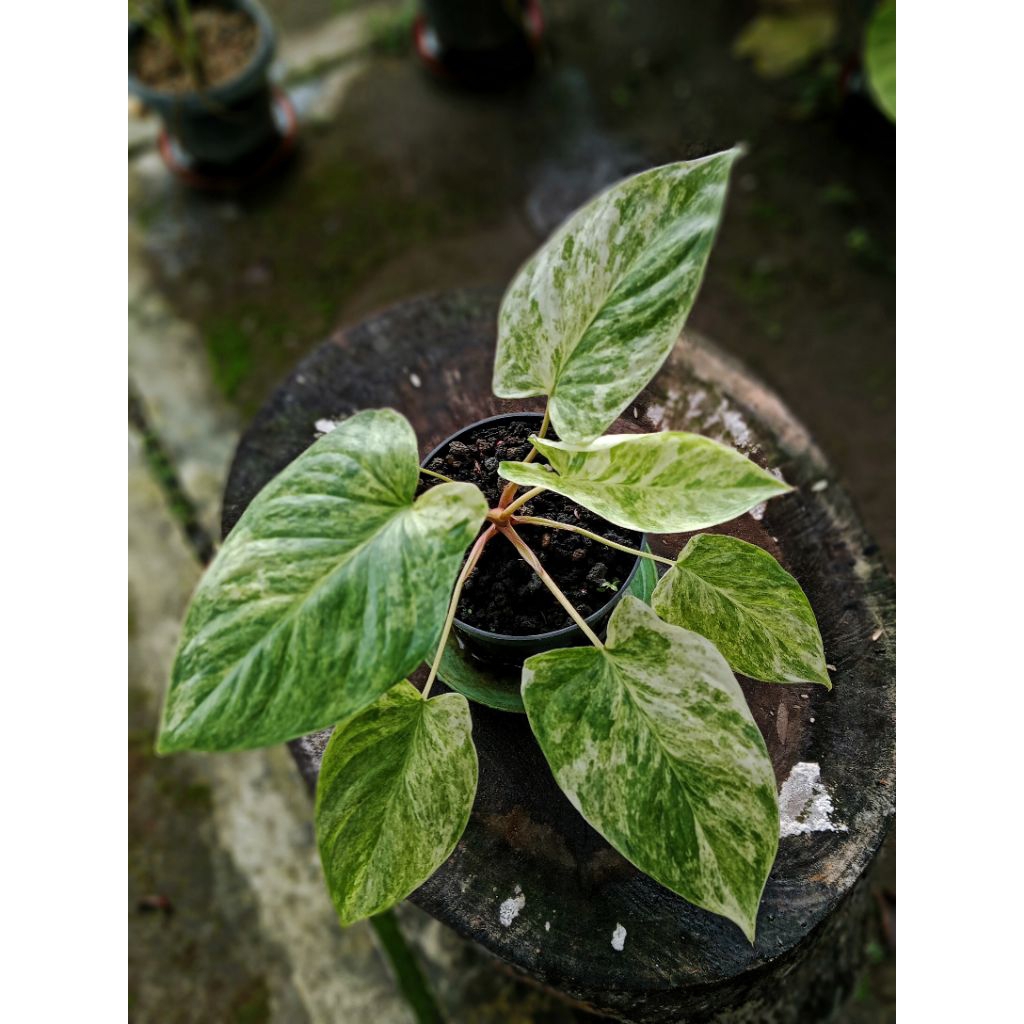 Tanaman Homalomena SP variegata mint