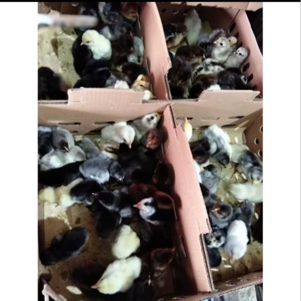 bibit AKA - bibit ayam kampung - doc ayam kampung