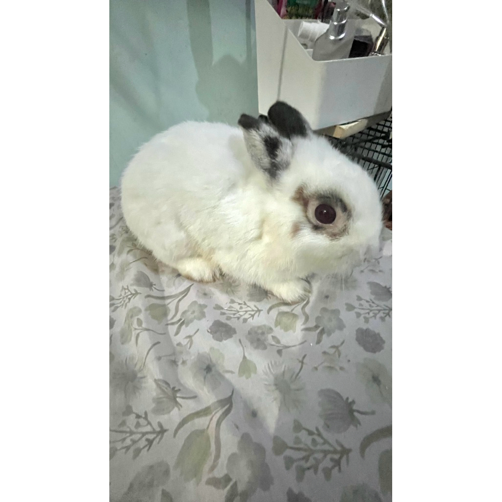 KELINCI NETHERLAND DWARF USIA 8 BULAN JANTAN