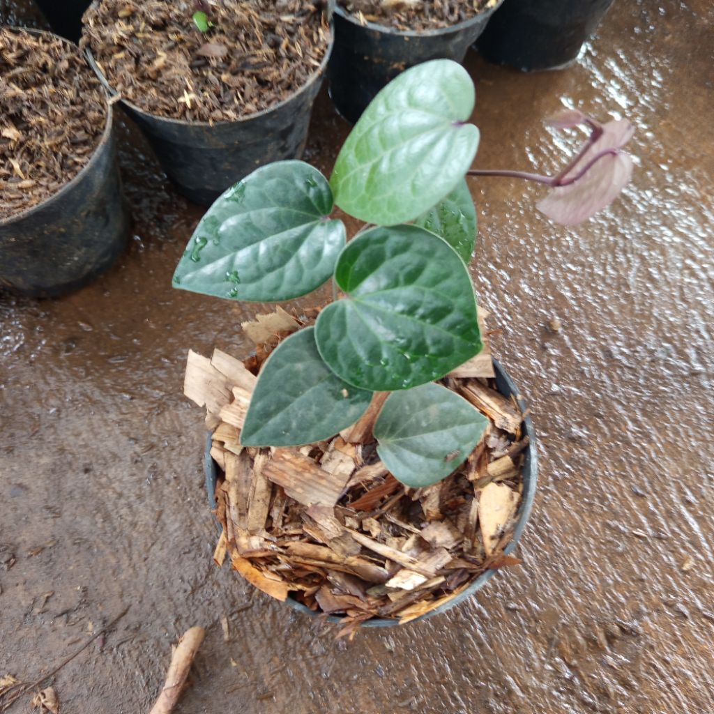 KHUSUS PULAU JAWA | Bibit Sirih Hitam Asli Tanaman Herbal Langka Berkualitas