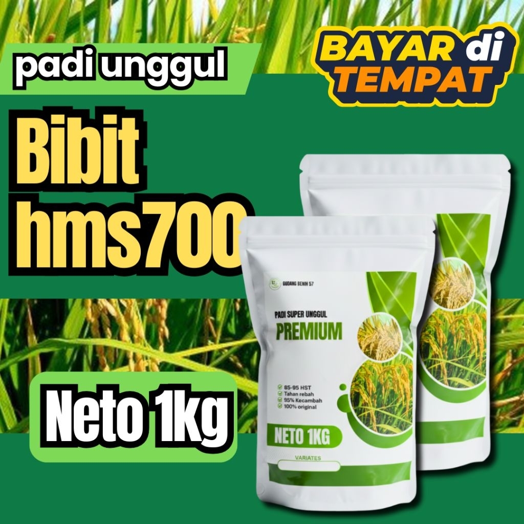 benih padi HMS 700 1kg berkualitas