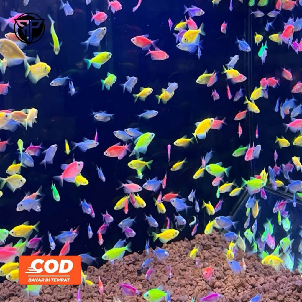 Glofish Ikan Hias Warna Warni Aquarium Air Tawar Cerah Cantik