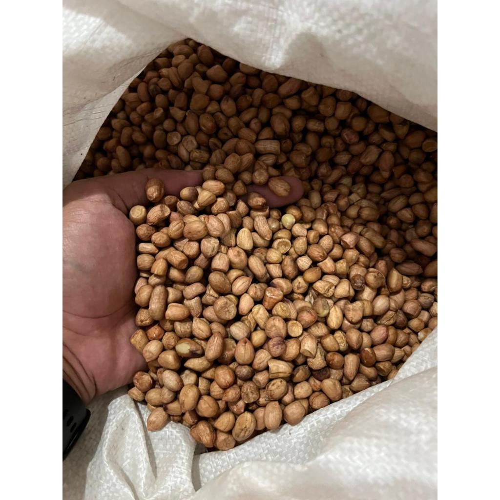 Grosir Kacang Tanah Mentah 1kg OSE Termurah