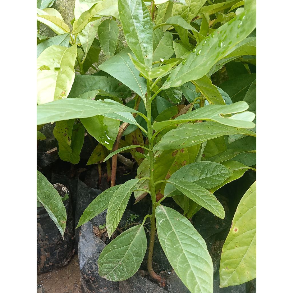 Alpukat mentega/Bibit Alpukat Mentega