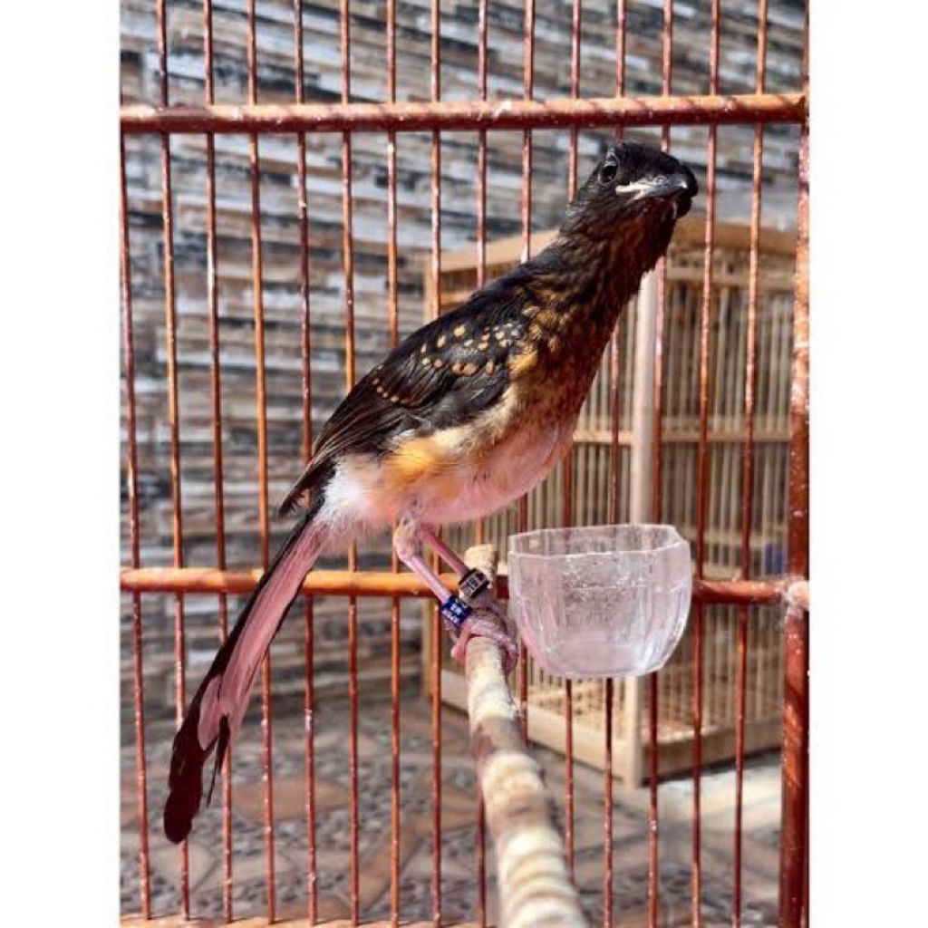 Mura batu medan trotol jantan super fhigter top bunyi