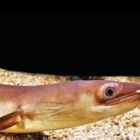 SIDAT BICOLOR UKURAN 14-17 CM