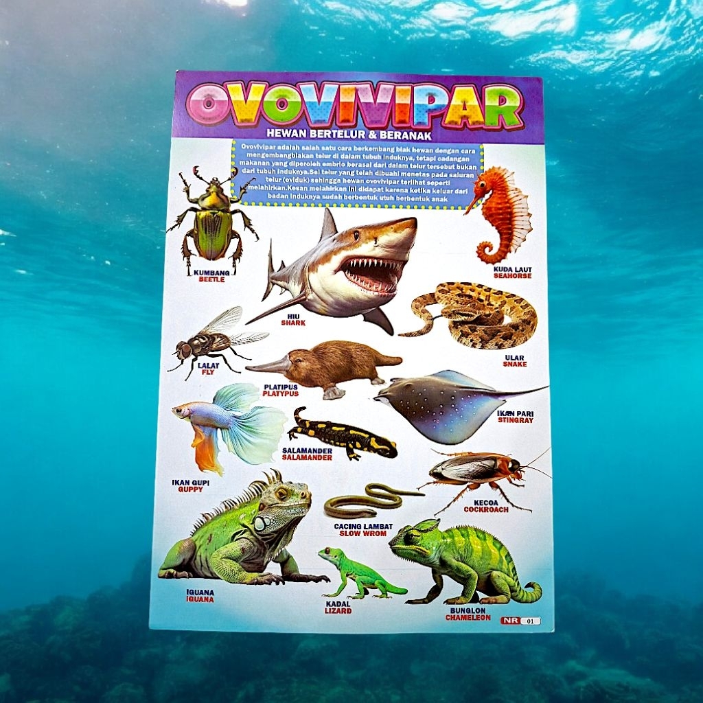 POSTER EDUKASI GAMBAR HEWAN OVOVIVIPAR ( BERTELUR & BERANAK )