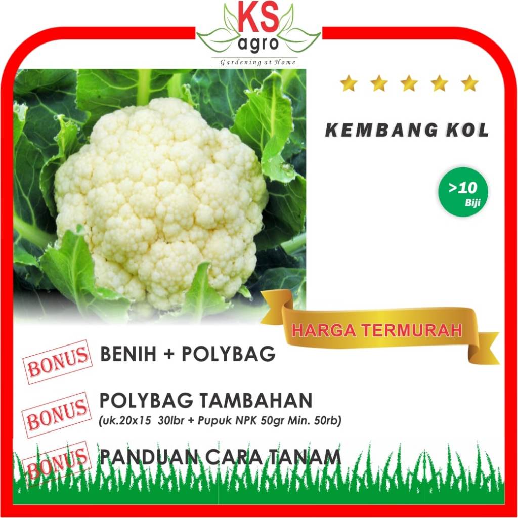 BENIH KEMBANG KOL BIBIT BUNGA KOL SAYURAN UNGGUL