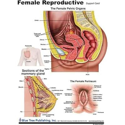 POSTER SISTEM REPRODUKSI FEMALE REPRODUCTIVE