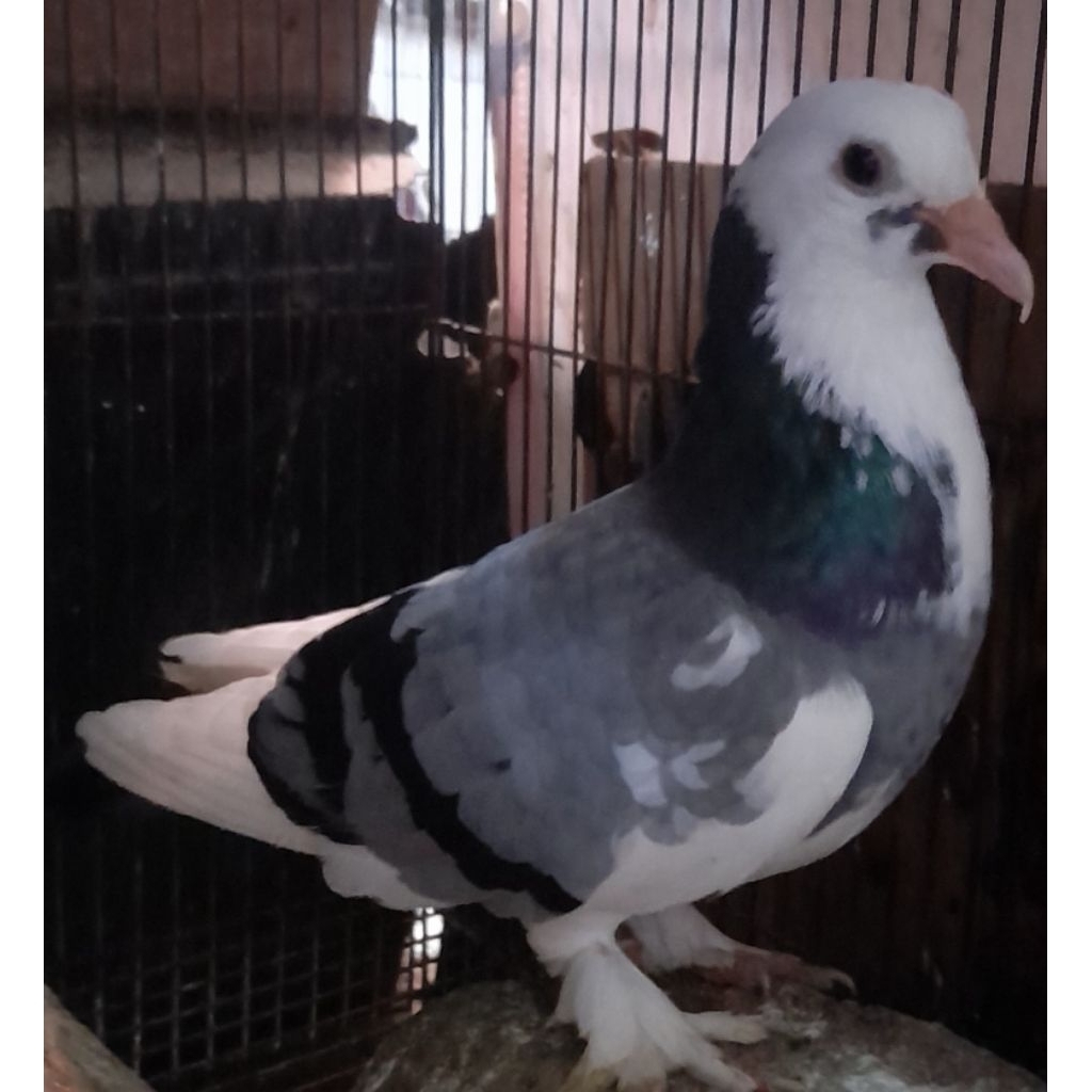 BURUNG MERPATI BLANTONG JAMBROS JANTAN satuan