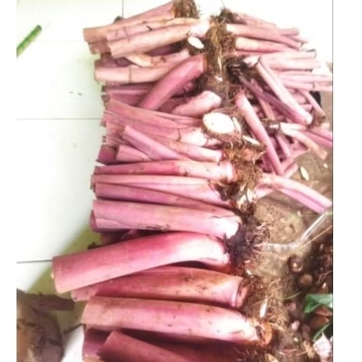 bibit talas Bogor Pratama 3