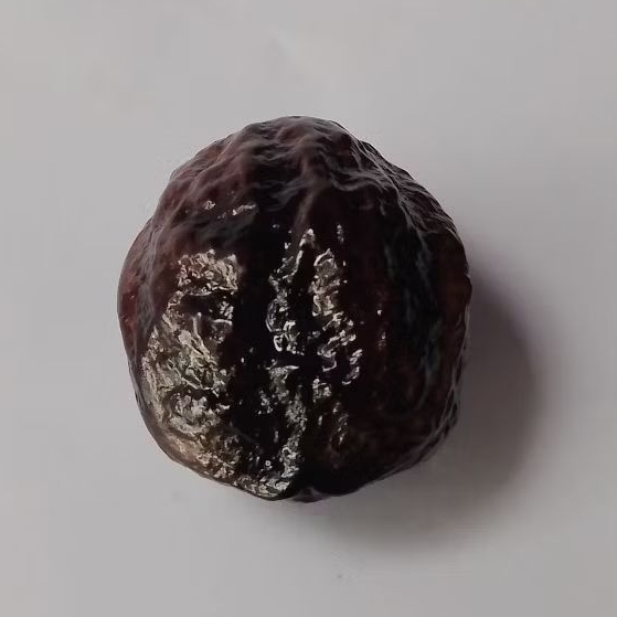 Kemiri Muncang adu jenis JAYANTI ORIGINAL