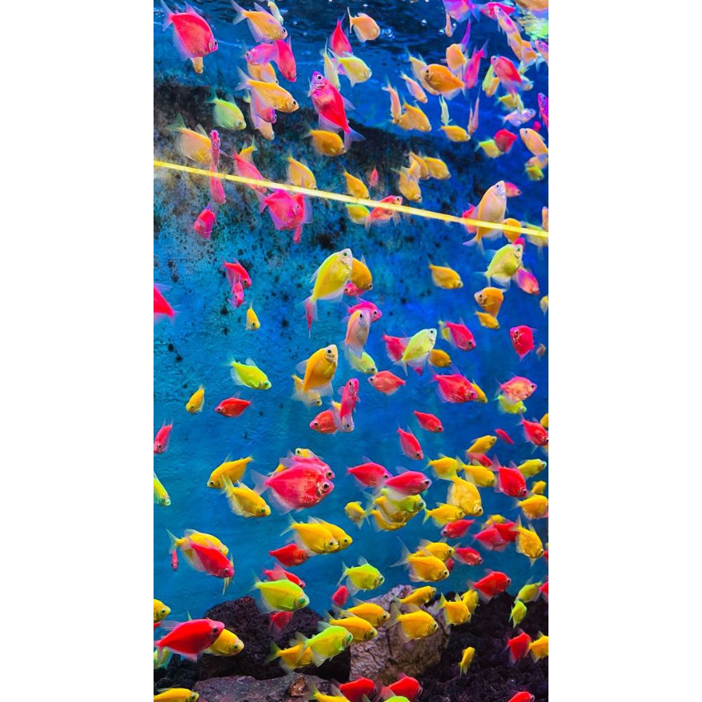 50pcs Glowfish Tetra Warna-Warni dengan Warna Menyala, Ideal untuk Akuarium Komunitas