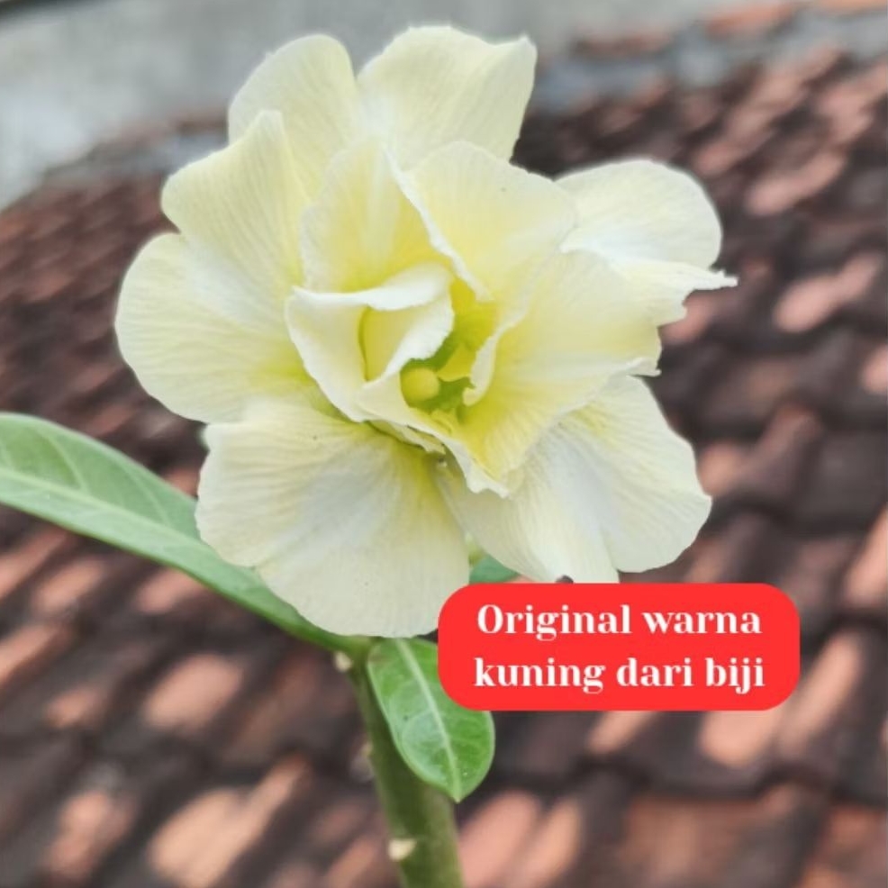 Adenium Bunga Tumpuk Kuning Asli Hasil Biji | Tanaman Hias Gurun